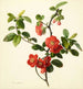 Pyrus japonica coing japonais - Mary Lawrance — widok dzieła