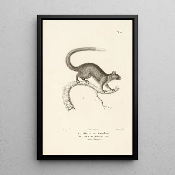 Centurie zoologique Pl01 - René Primevère Lesson — oprawiony obraz na ścianie
