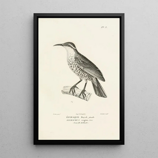 RenPrimevre Lesson - Centurie zoologique Pl03.webp