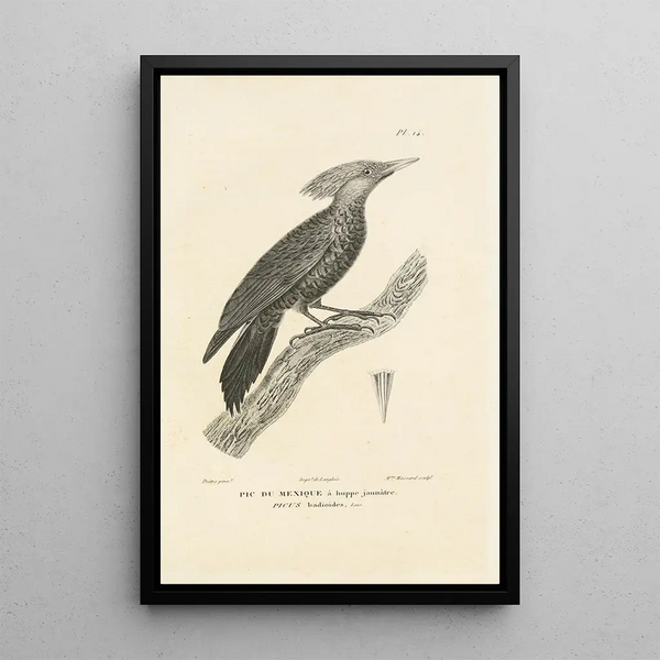 Centurie zoologique Pl14 - René Primevère Lesson — oprawiony obraz na ścianie