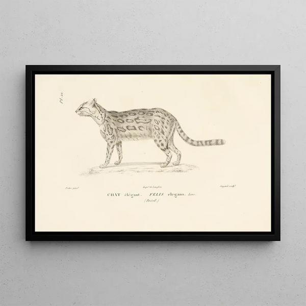 Centurie zoologique Pl21 - René Primevère Lesson — oprawiony obraz na ścianie