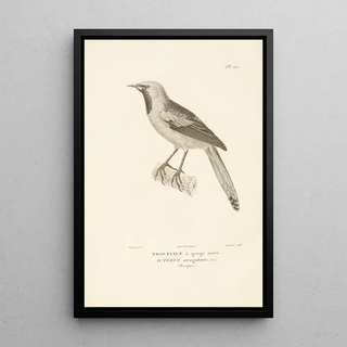 RenPrimevre Lesson - Centurie zoologique Pl22.webp