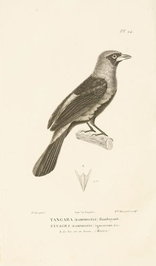 RenPrimevre Lesson - Centurie zoologique Pl24.webp