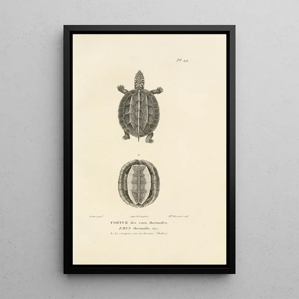 Centurie zoologique Pl29 - René Primevère Lesson — oprawiony obraz na ścianie