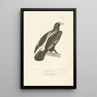 RenPrimevre Lesson - Centurie zoologique Pl38.webp