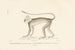 Centurie Zoologique Pl40 - René Primevère Lesson — widok dzieła
