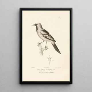 RenPrimevre Lesson - Centurie zoologique Pl41.webp