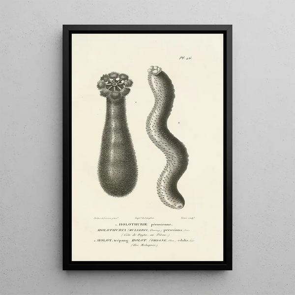 Centurie zoologique Pl46 - René Primevère Lesson — oprawiony obraz na ścianie