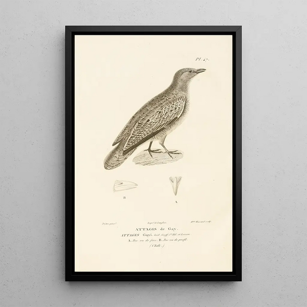 Centurie zoologique Pl47 - René Primevère Lesson — oprawiony obraz na ścianie