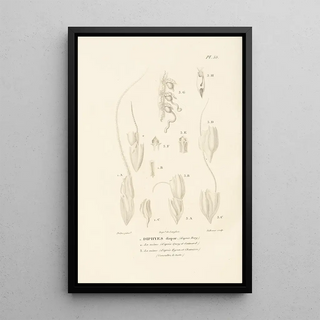 RenPrimevre Lesson - Centurie zoologique Pl55.webp