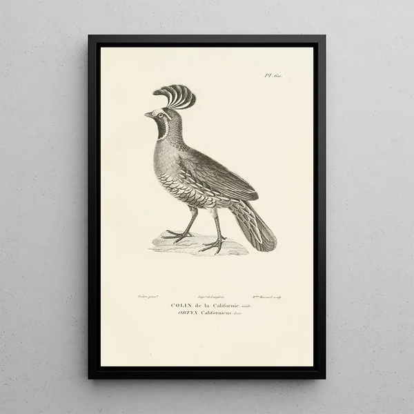 Centurie zoologique Pl59 - René Primevère Lesson — oprawiony obraz na ścianie