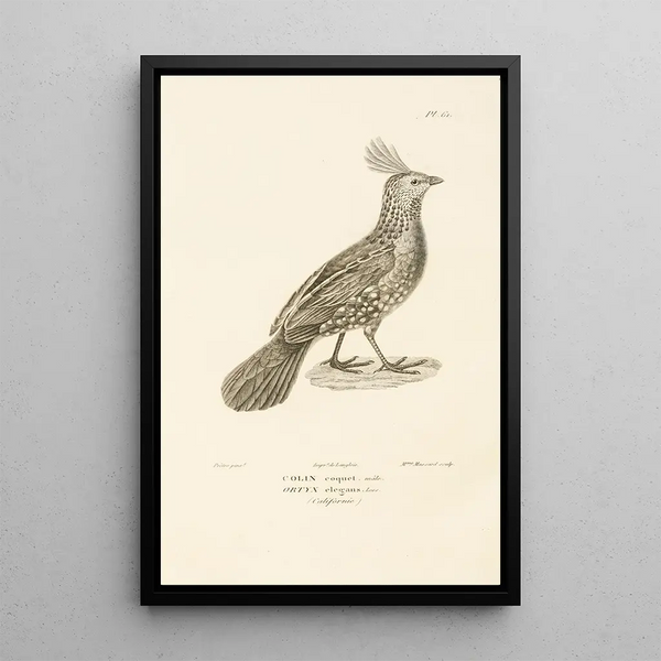 Centurie zoologique Pl60 - René Primevère Lesson — oprawiony obraz na ścianie