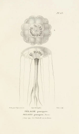 RenPrimevre Lesson - Centurie zoologique Pl62.webp