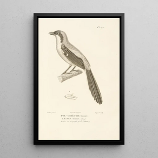 RenPrimevre Lesson - Centurie zoologique Pl71.webp