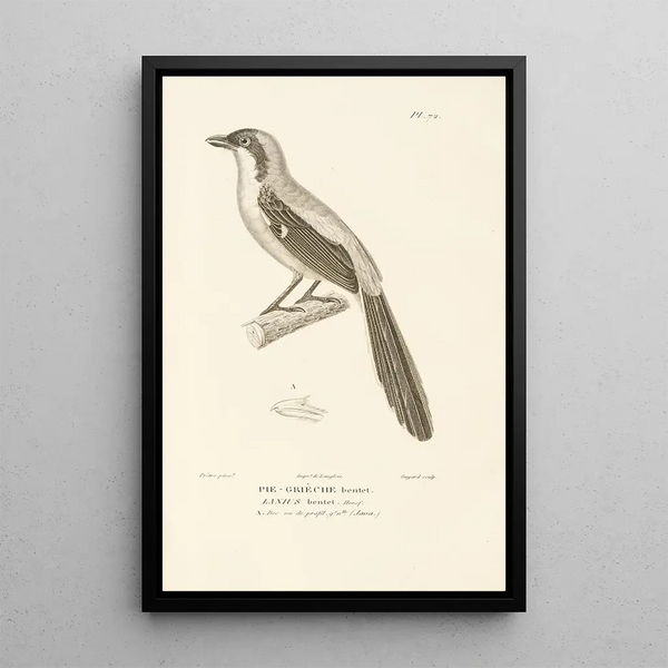 Centurie zoologique Pl71 - René Primevère Lesson — oprawiony obraz na ścianie