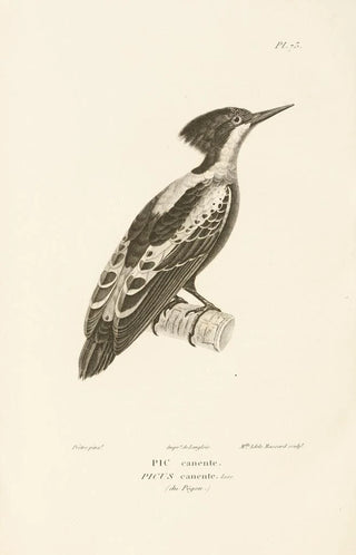 RenPrimevre Lesson - Centurie zoologique Pl72.webp