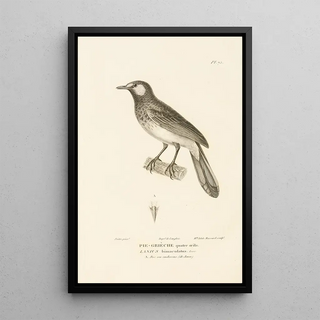 RenPrimevre Lesson - Centurie zoologique Pl74.webp