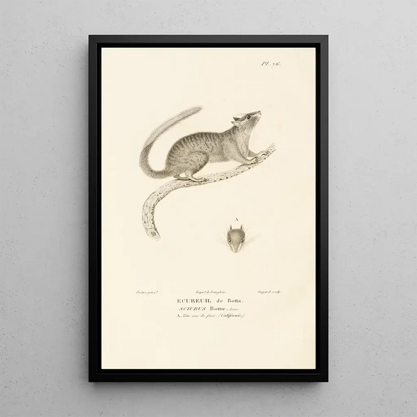Centurie zoologique Pl75 - René Primevère Lesson — oprawiony obraz na ścianie