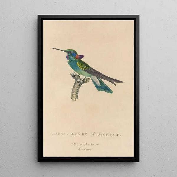 Histoire naturelle des oiseaux-mouches Pl01 - René Primevère Lesson — oprawiony obraz na ścianie