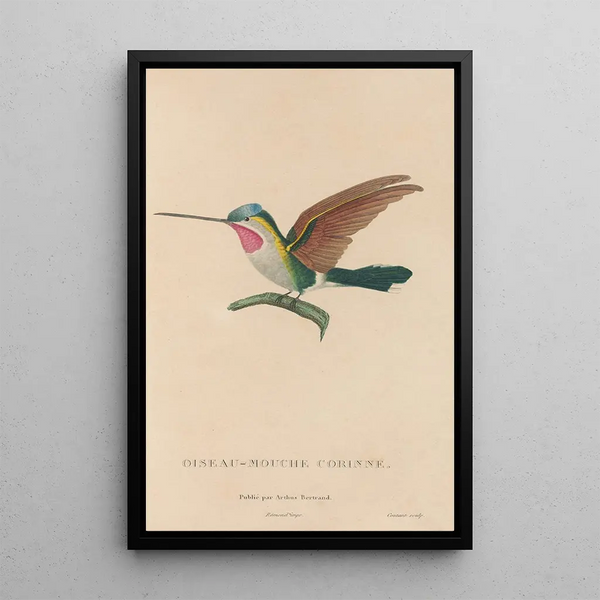 Histoire naturelle des oiseaux-mouches Pl02 - René Primevère Lesson — oprawiony obraz na ścianie