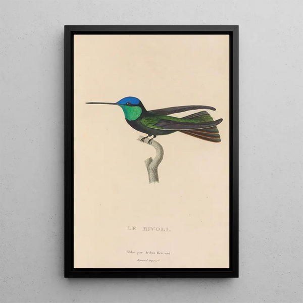 Histoire naturelle des oiseaux-mouches Pl04 - René Primevère Lesson — oprawiony obraz na ścianie