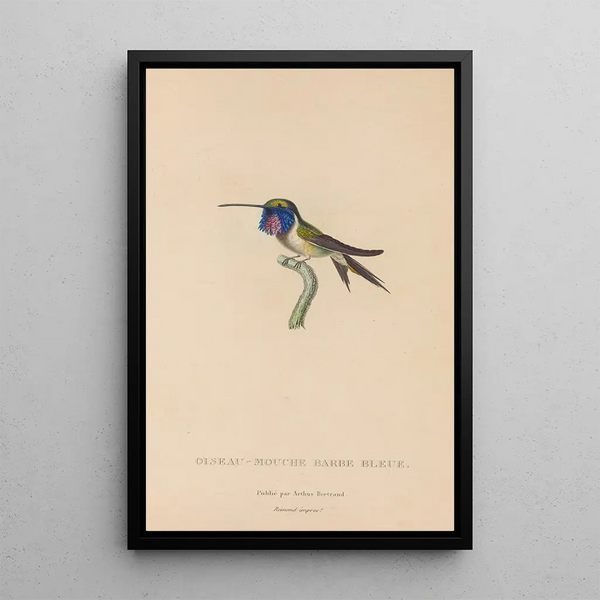 Histoire naturelle des oiseaux-mouches Pl05 - René Primevère Lesson — oprawiony obraz na ścianie