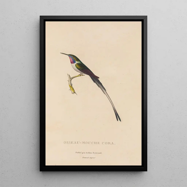 Histoire naturelle des oiseaux-mouches Pl06 - René Primevère Lesson — oprawiony obraz na ścianie