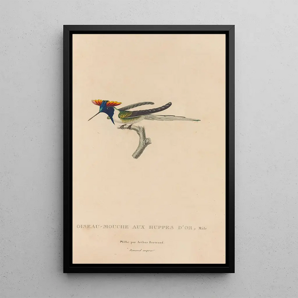 Histoire naturelle des oiseaux-mouches Pl07 - René Primevère Lesson — oprawiony obraz na ścianie