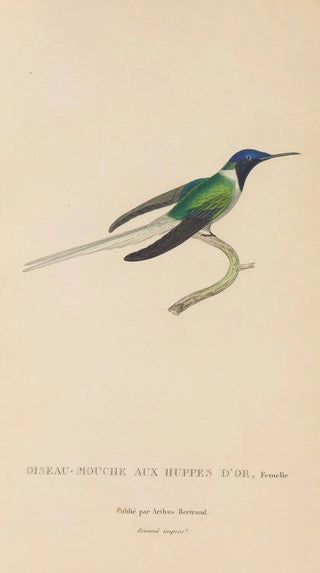 RenPrimevre Lesson - Histoire naturelle des oiseauxmouches Pl08.webp