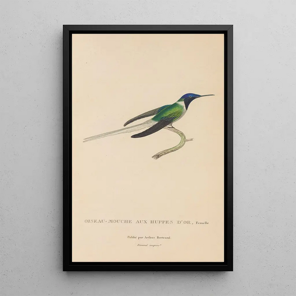 Histoire naturelle des oiseaux-mouches Pl08 - René Primevère Lesson — oprawiony obraz na ścianie