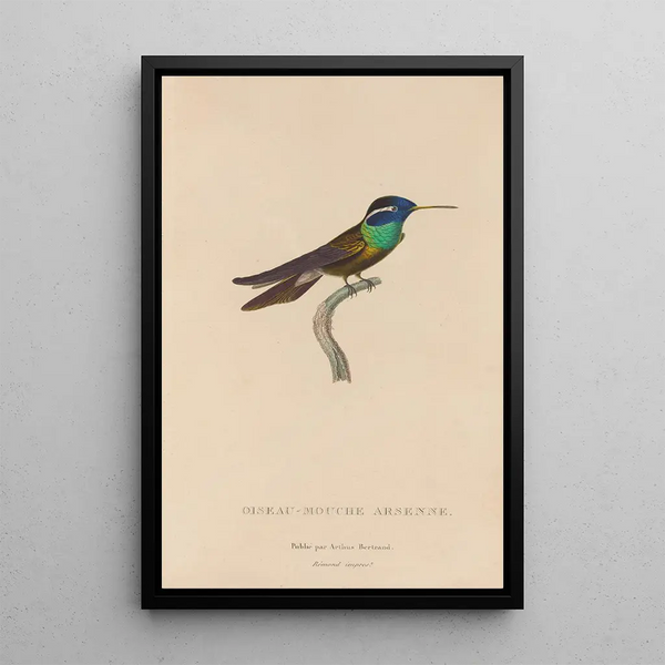 Histoire naturelle des oiseaux-mouches Pl09 - René Primevère Lesson — oprawiony obraz na ścianie