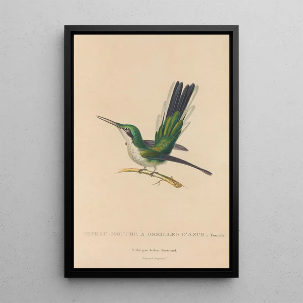 Histoire naturelle des oiseaux-mouches Pl11 - René Primevère Lesson — oprawiony obraz na ścianie