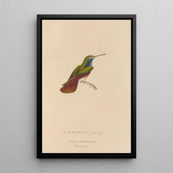 Histoire naturelle des oiseaux-mouches Pl12 - René Primevère Lesson — oprawiony obraz na ścianie