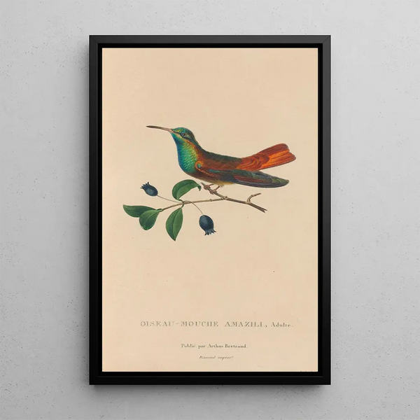 Histoire naturelle des oiseaux-mouches Pl13 - René Primevère Lesson — oprawiony obraz na ścianie