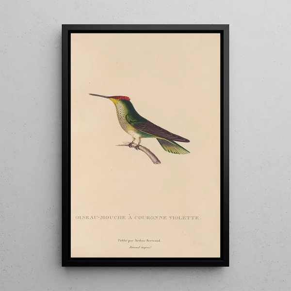 Histoire naturelle des oiseaux-mouches Pl14 - René Primevère Lesson — oprawiony obraz na ścianie