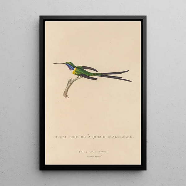 Histoire naturelle des oiseaux-mouches Pl15 - René Primevère Lesson — oprawiony obraz na ścianie