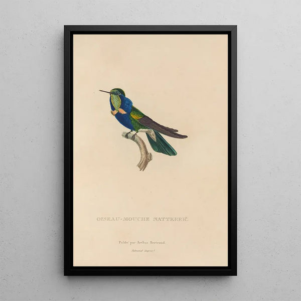 Histoire naturelle des oiseaux-mouches Pl16 - René Primevère Lesson — oprawiony obraz na ścianie