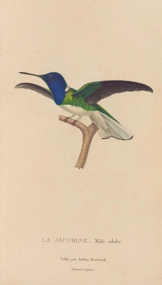 RenPrimevre Lesson - Histoire naturelle des oiseauxmouches Pl21.webp