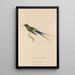 Historia naturalna de las colibríes Pl26 - René Primevère Lesson — oprawiony obraz na ścianie