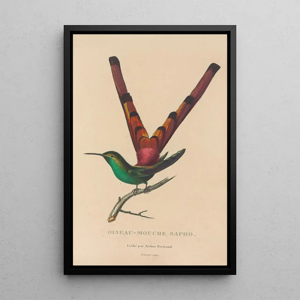 Histoire naturelle des oiseaux-mouches Pl27 - René Primevère Lesson — oprawiony obraz na ścianie