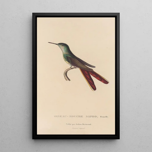 Histoire naturelle des oiseaux-mouches Pl28 - René Primevère Lesson — oprawiony obraz na ścianie