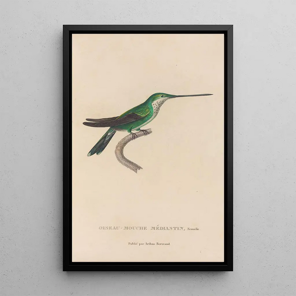 Histoire naturelle des oiseaux-mouches Pl30 - René Primevère Lesson — oprawiony obraz na ścianie