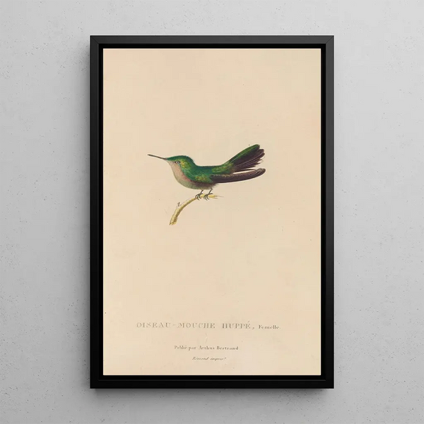 Histoire naturelle des oiseaux-mouches Pl32 - René Primevère Lesson — oprawiony obraz na ścianie