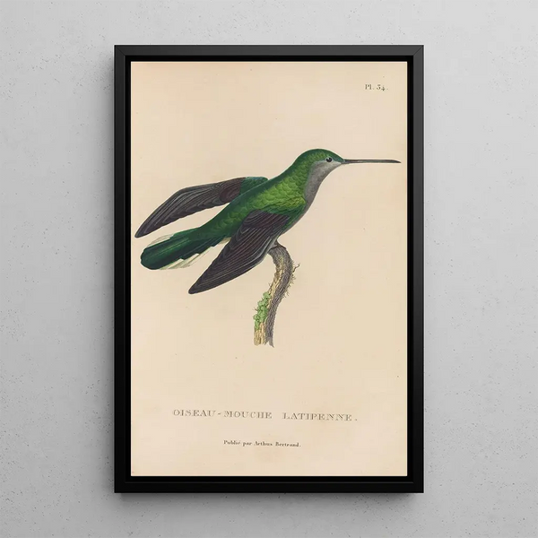 Histoire naturelle des oiseaux-mouches Pl34 - René Primevère Lesson — oprawiony obraz na ścianie