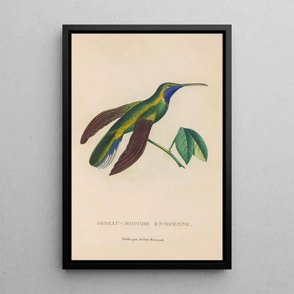 Histoire naturelle des oiseaux-mouches Pl35 - René Primevère Lesson — oprawiony obraz na ścianie