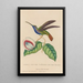 Histoire naturelle des oiseaux-mouches Pl36 - René Primevère Lesson — oprawiony obraz na ścianie