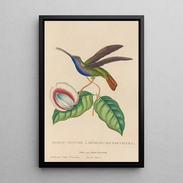 Histoire naturelle des oiseaux-mouches Pl36 - René Primevère Lesson — oprawiony obraz na ścianie