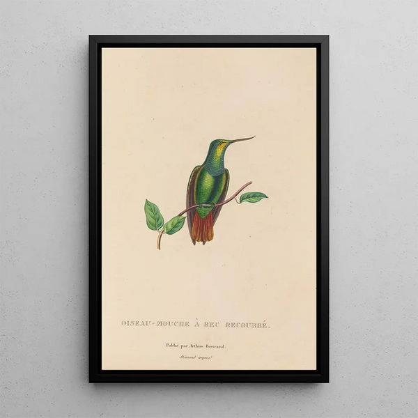 Histoire naturelle des oiseaux-mouches Pl37 - René Primevère Lesson — oprawiony obraz na ścianie