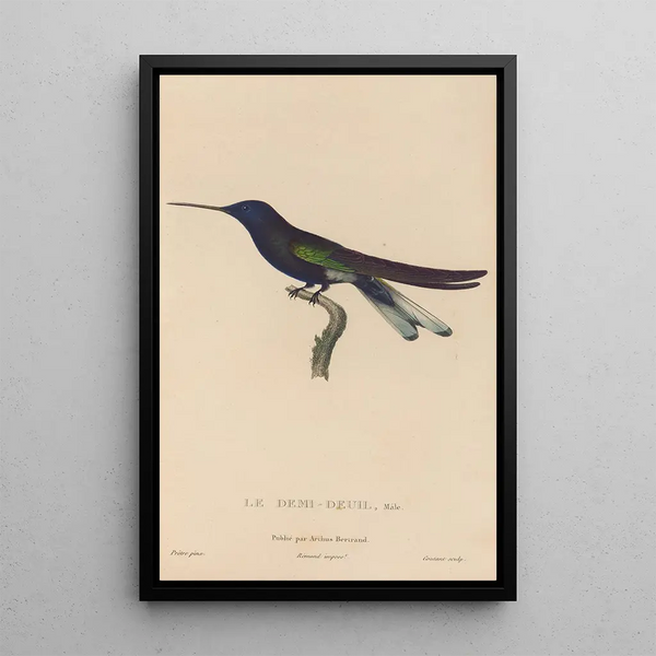 Histoire naturelle des oiseaux-mouches Pl38 - René Primevère Lesson — oprawiony obraz na ścianie