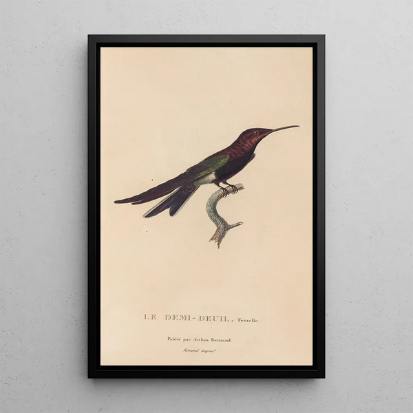 Historia naturalna kolibrów Pl39 - René Primevère Lesson — oprawiony obraz na ścianie